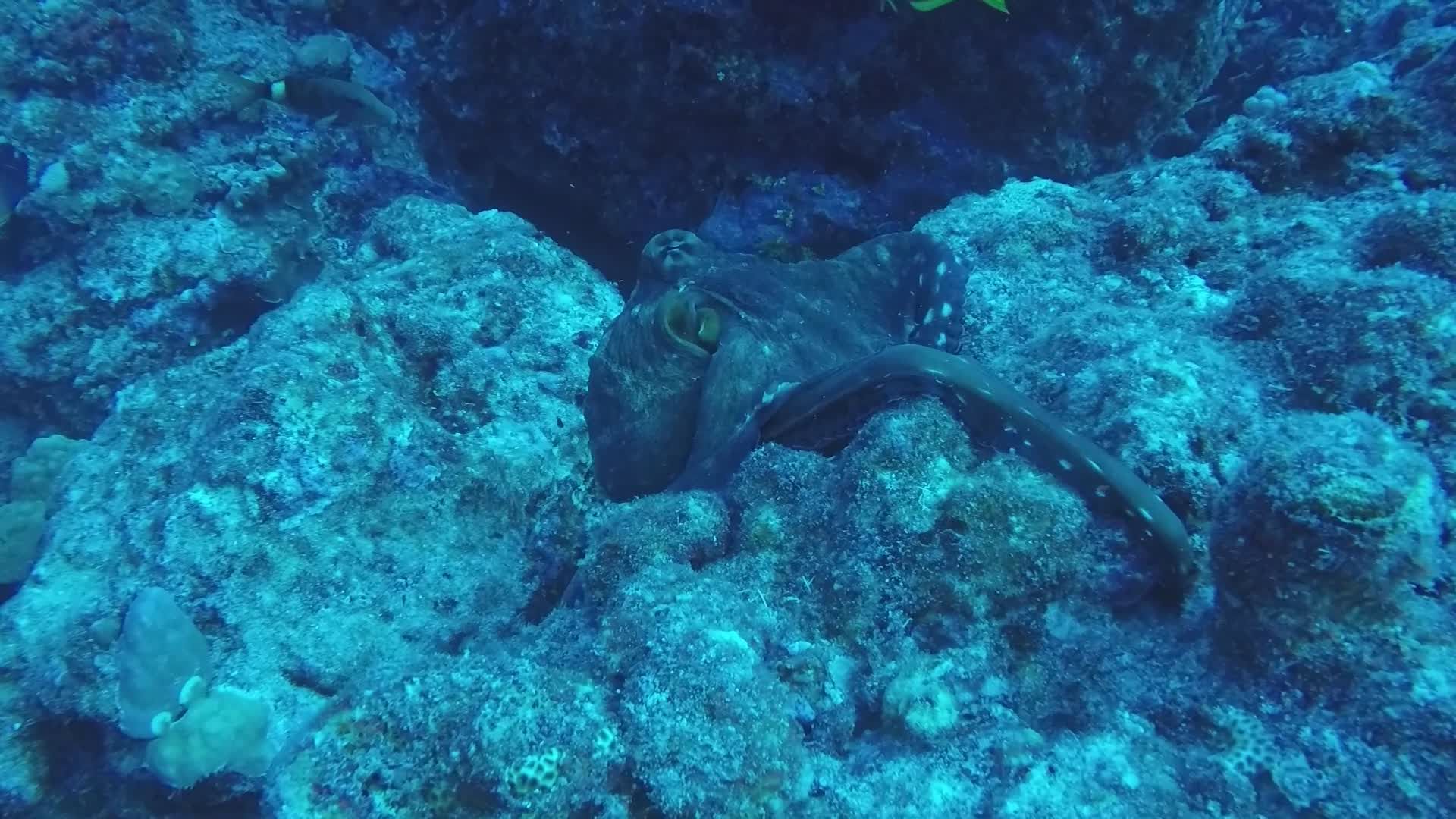Vibrant Underwater World with Camouflaged Octopus Free Stock Video ...