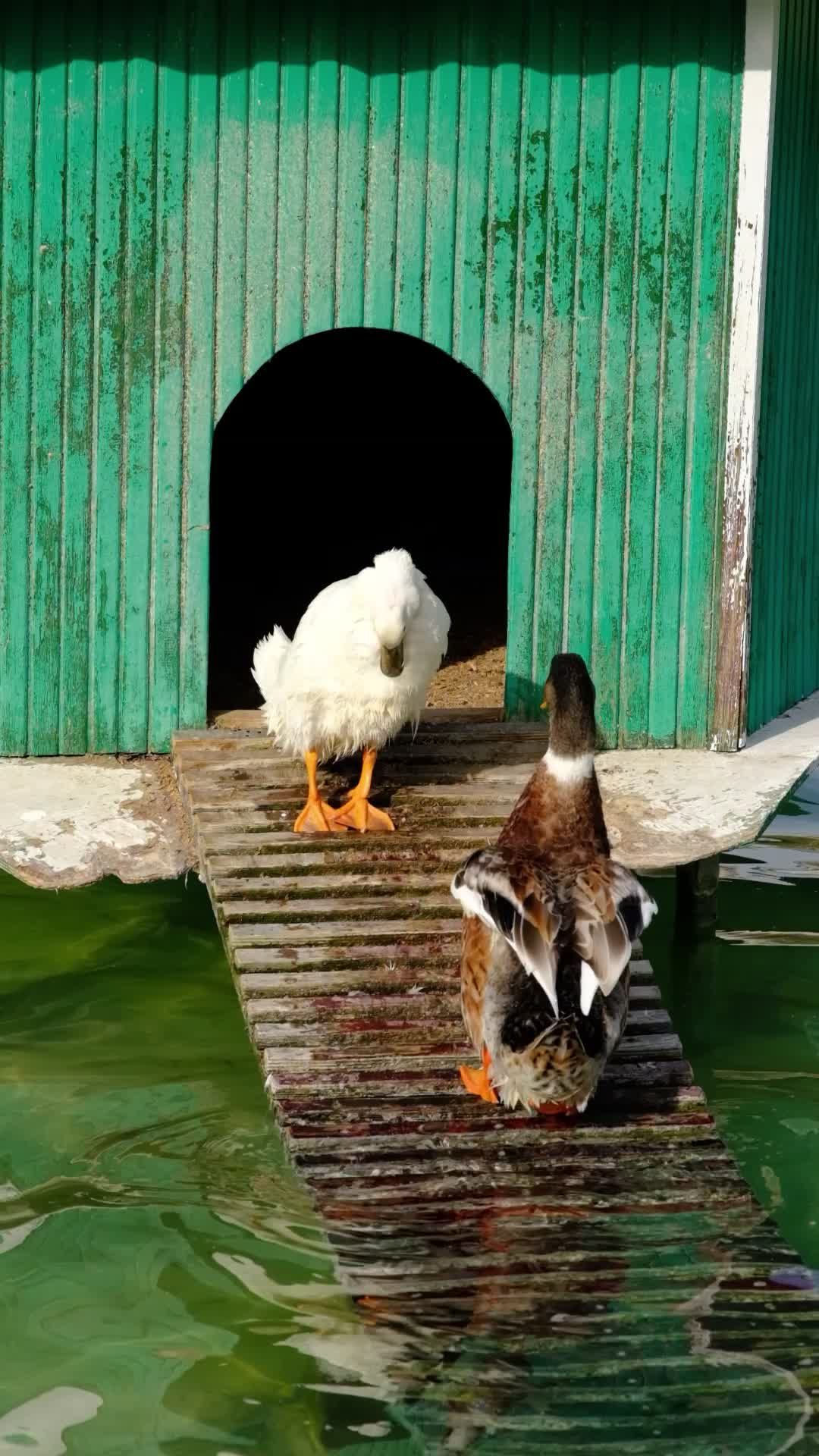 Ducks Enjoying Sun on Wooden Ramp at Pond Free Stock Video Footage ...
