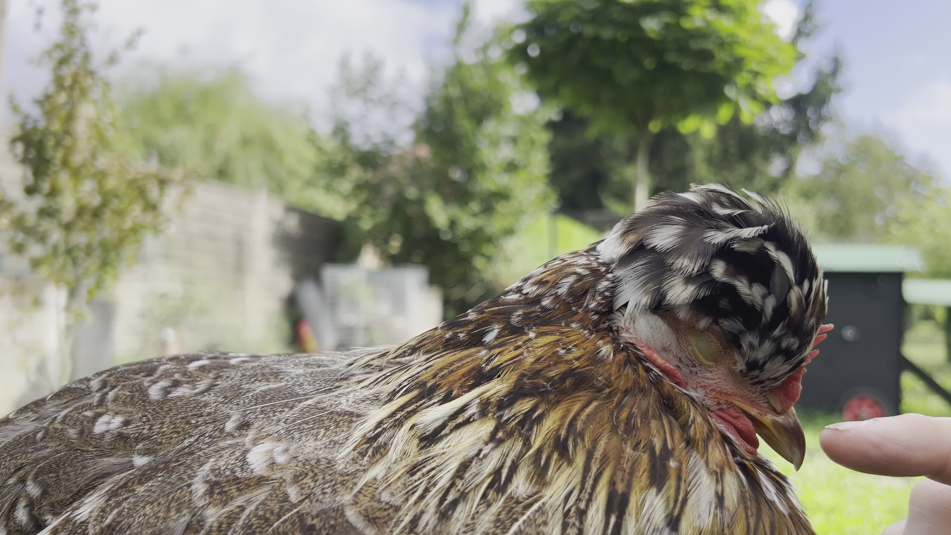 Gentle Interaction with a Calm Chicken Free Stock Video Footage ...