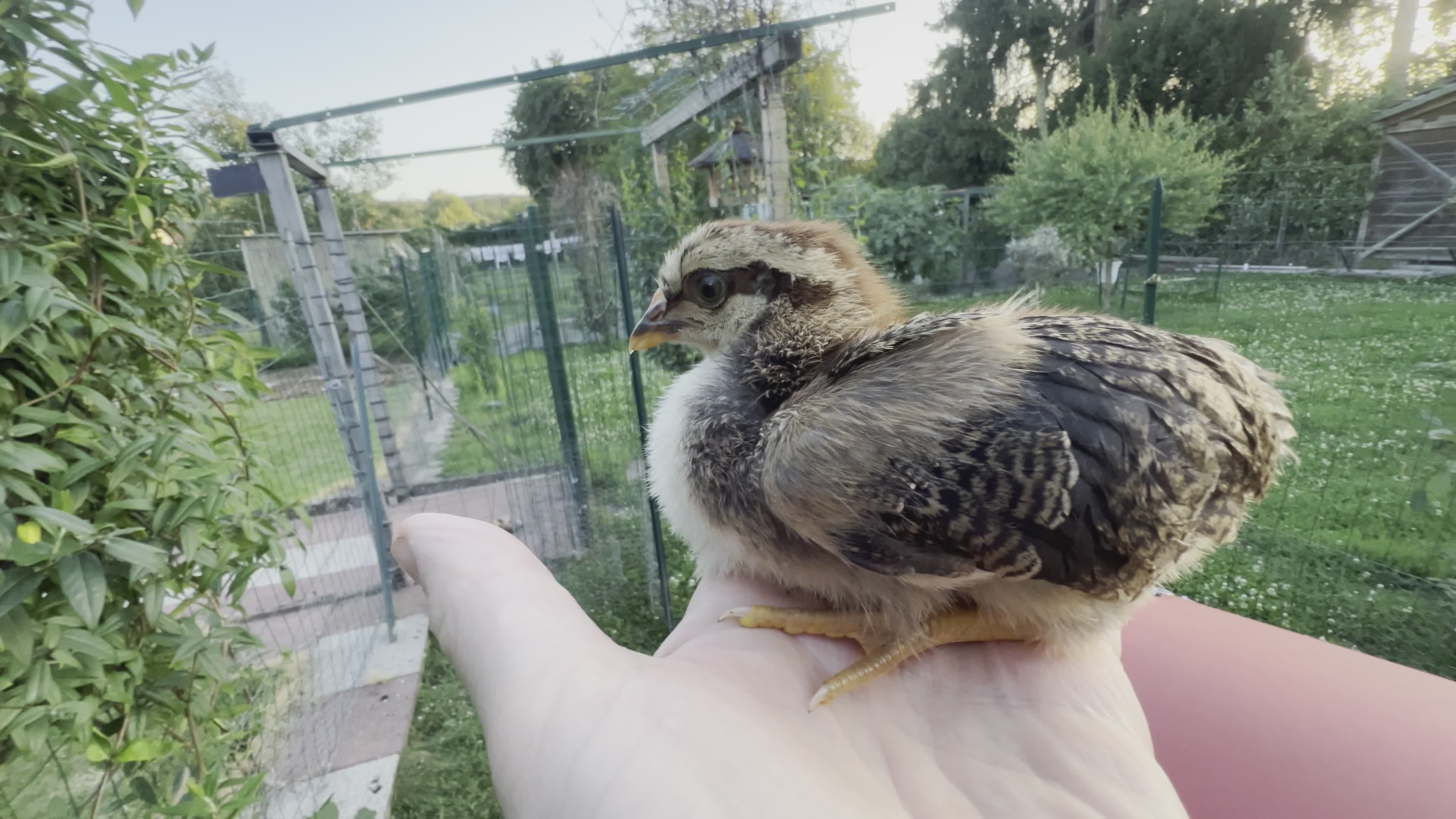 Chick Perched on Hand in Rural Garden Setting Free Stock Video Footage ...