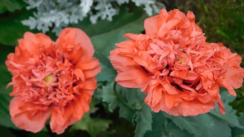 兩個紅色的罌粟花朵的特寫視圖