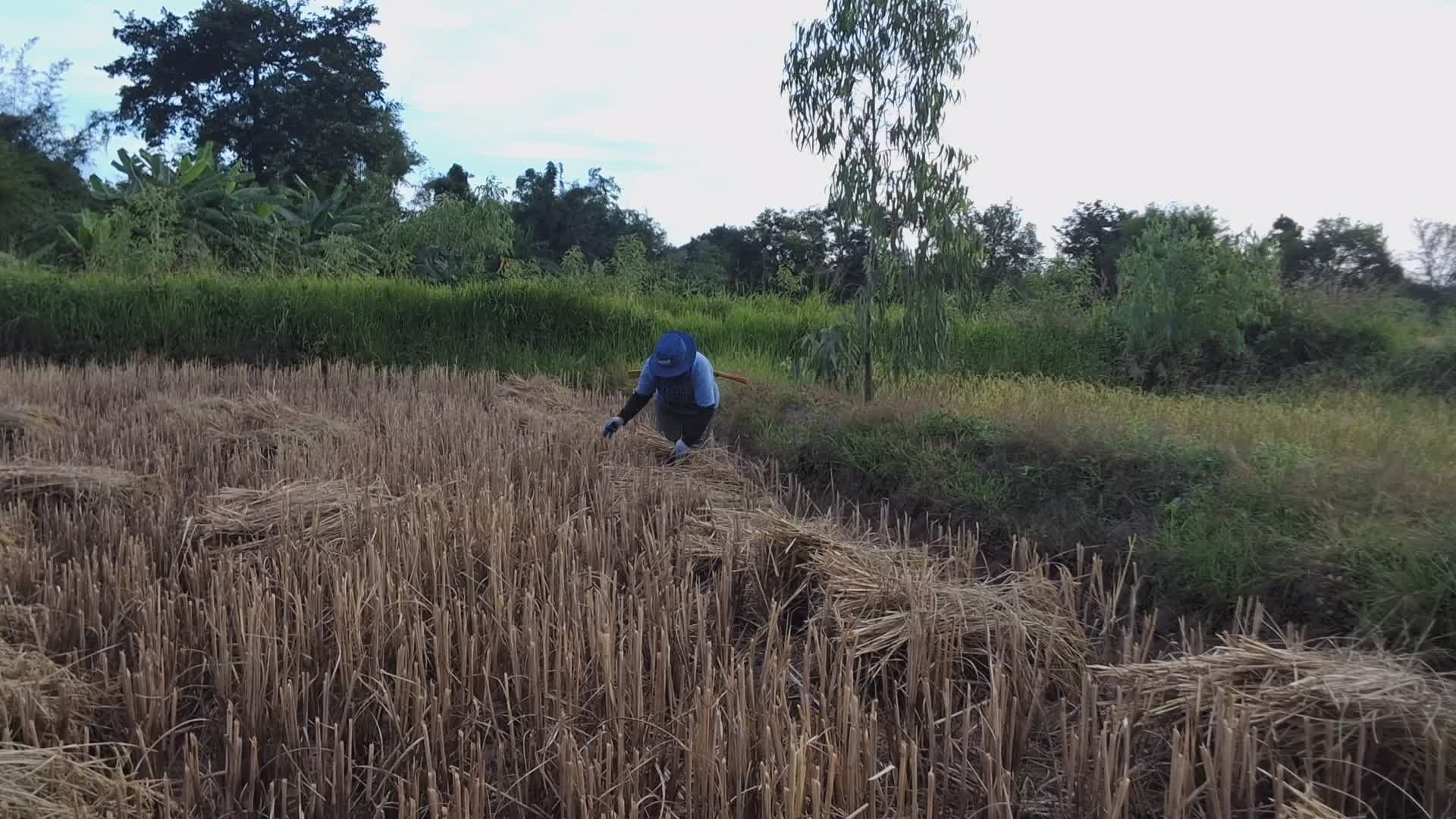 Farmer Harvesting Rice in Rural Field Free Stock Video Footage, Royalty ...