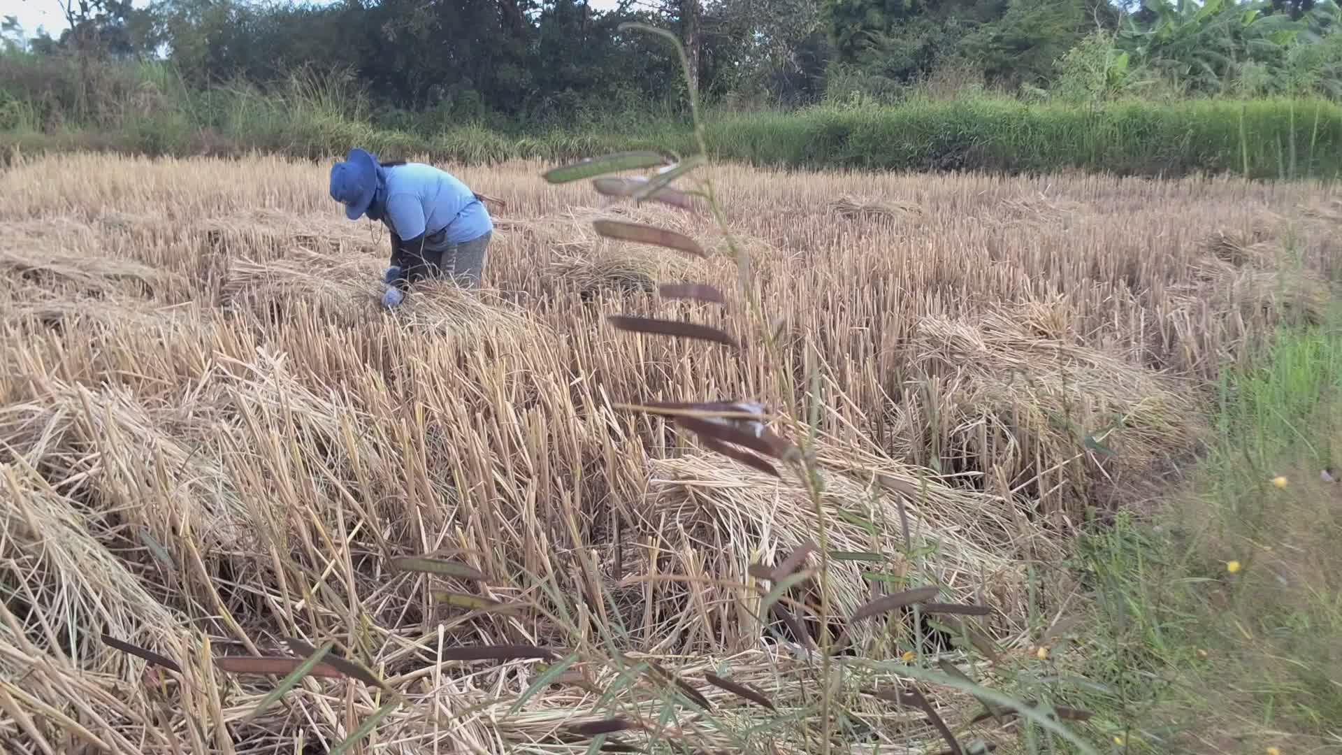 Rural Farmer Harvesting Crops in Field Free Stock Video Footage ...