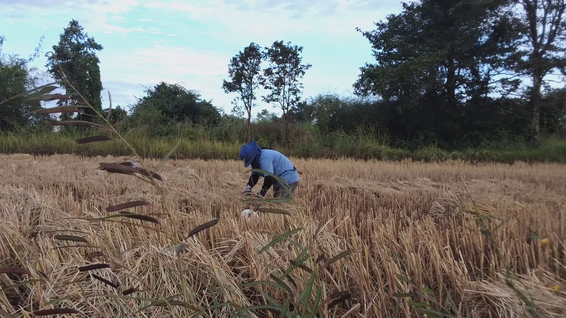 Rural Farmer Harvesting Rice in Field Free Stock Video Footage, Royalty ...