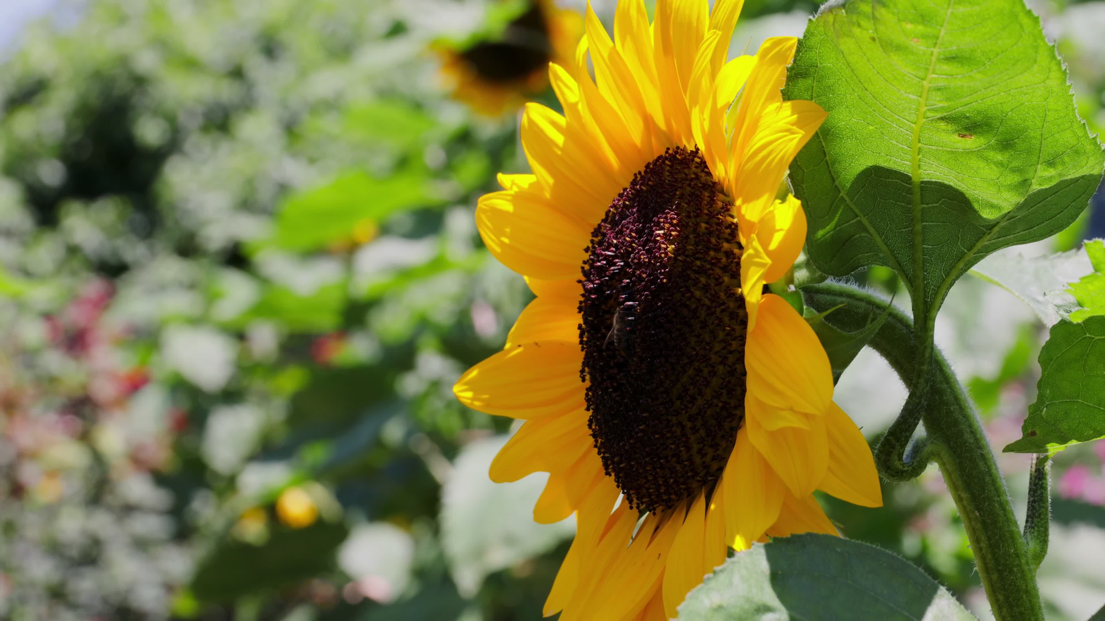Close-Up of Sunflower in Bloom Under Summer Sun Free Stock Video ...