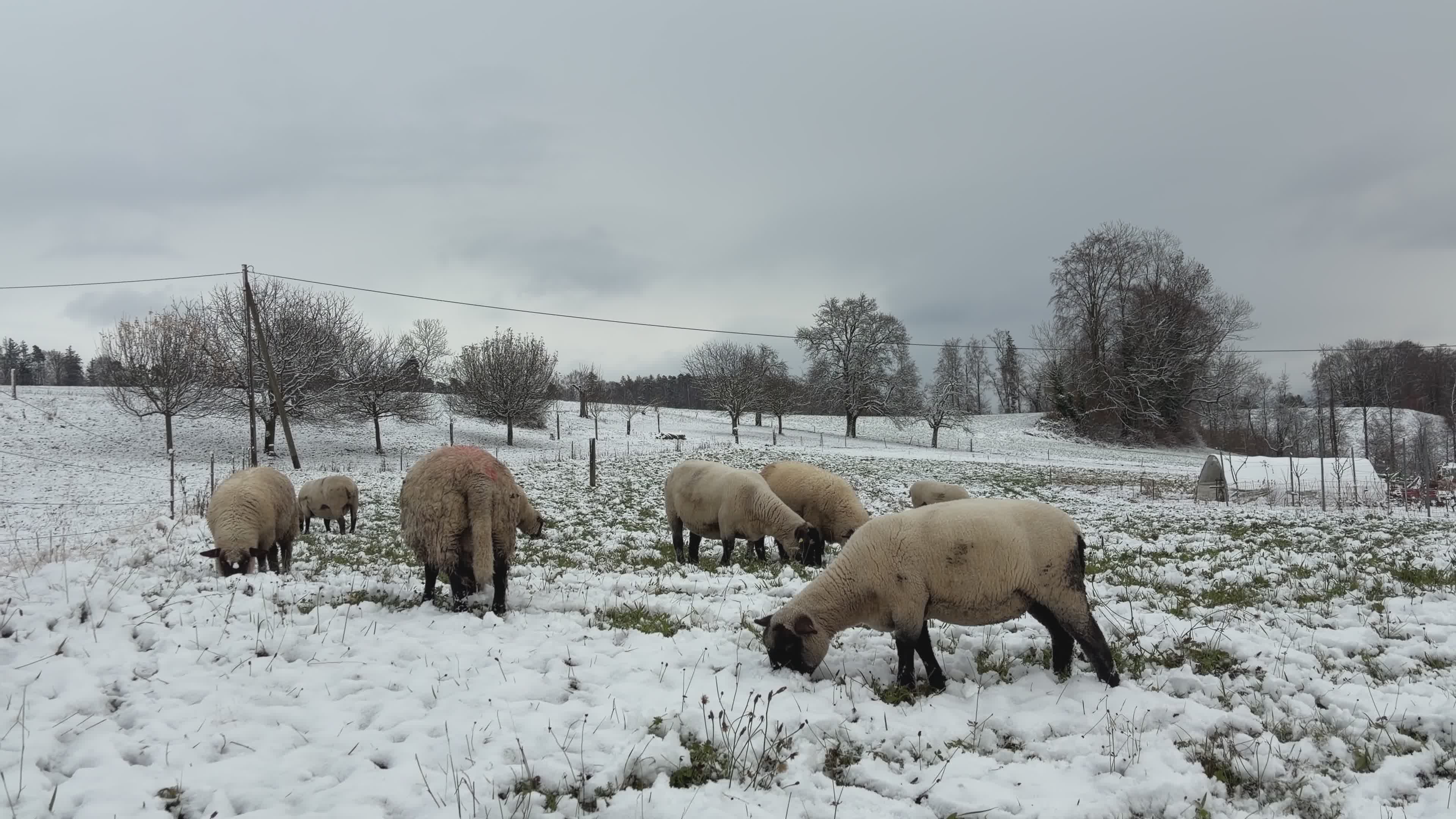 Winter Scene: Sheep Grazing in Snowy Pasture Free Stock Video Footage ...