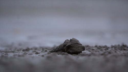 一隻泥濘的蝸牛在岸上爬行