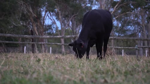 A Black Cow Feeding On Grass