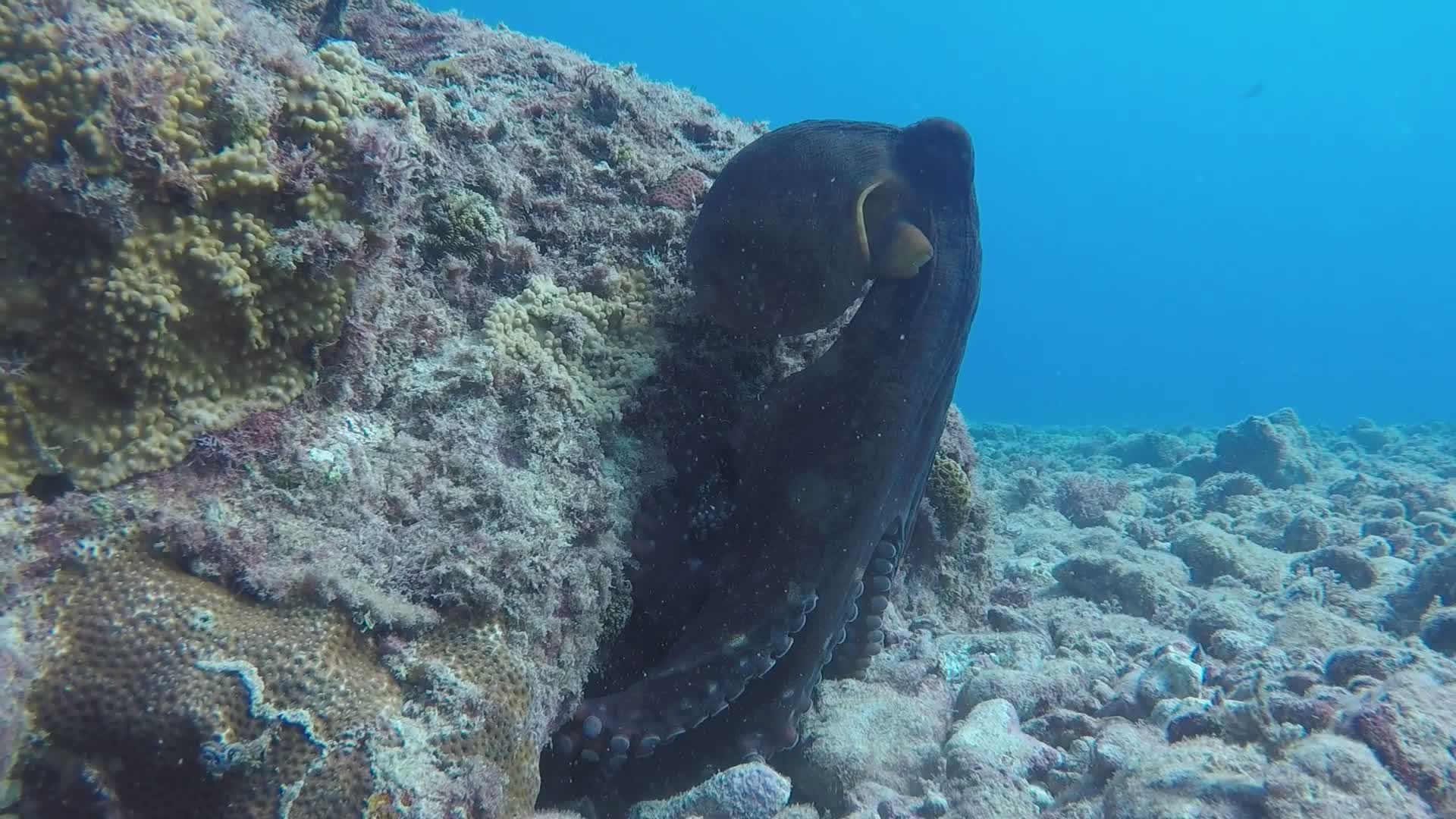 Octopus Camouflaging on Coral Reef Underwater Free Stock Video Footage ...