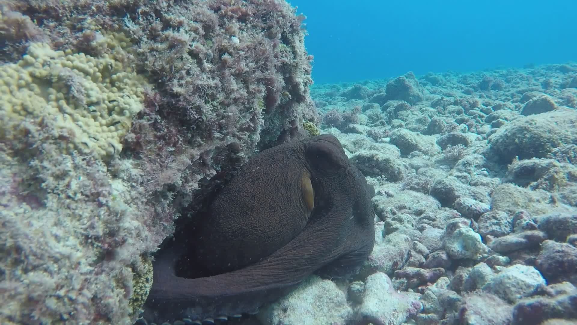 Underwater Octopus in Coral Habitat Free Stock Video Footage, Royalty ...