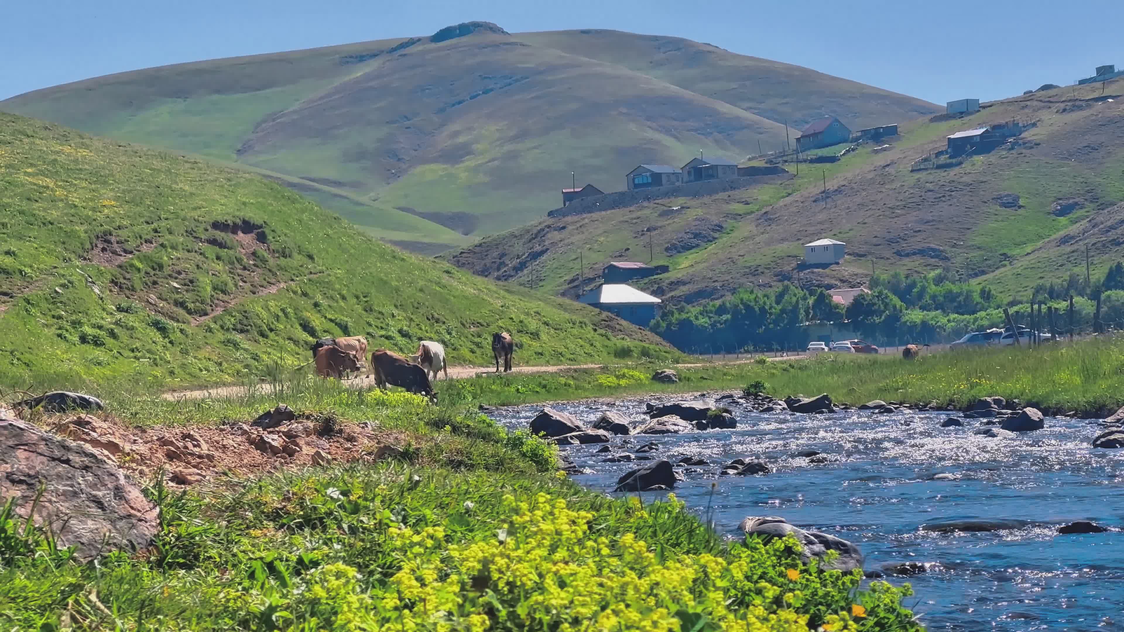 Pastoral Landscape With Stream and Grazing Cows Free Stock Video ...