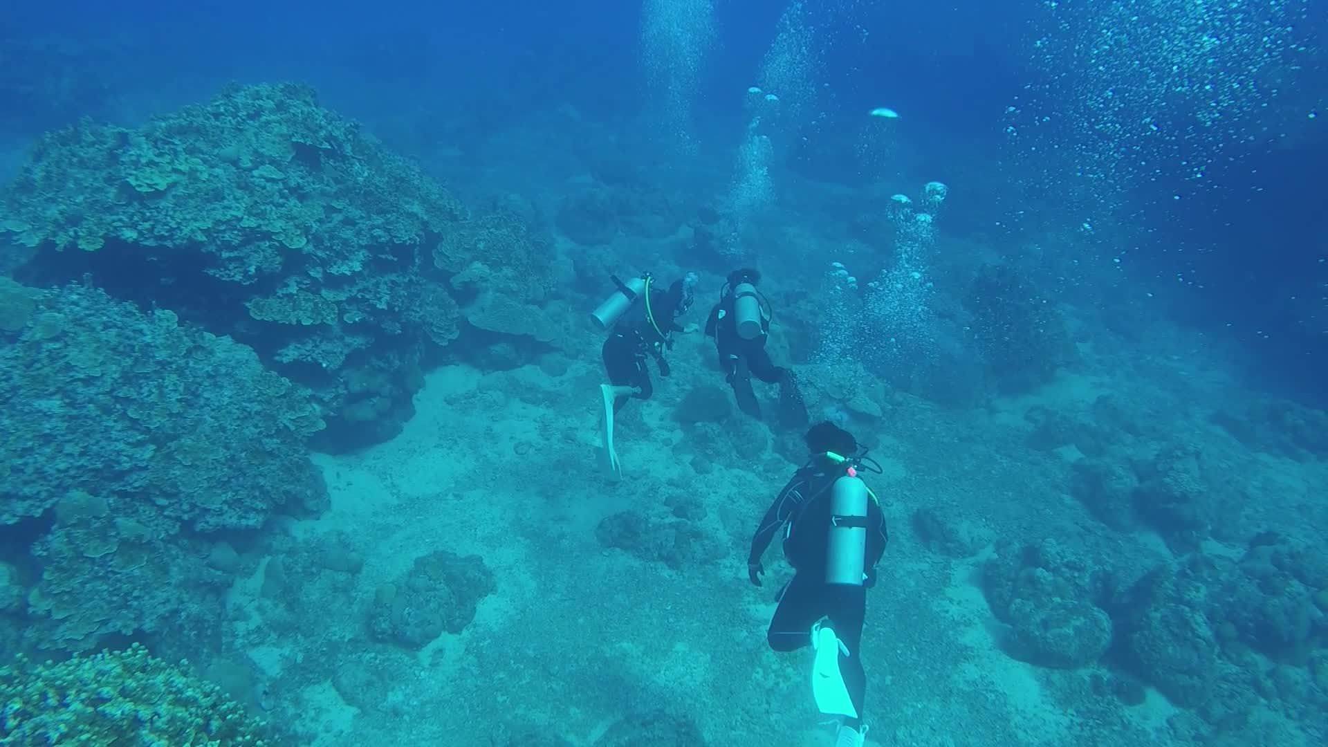 Scuba Divers Exploring Vibrant Coral Reefs Free Stock Video Footage ...