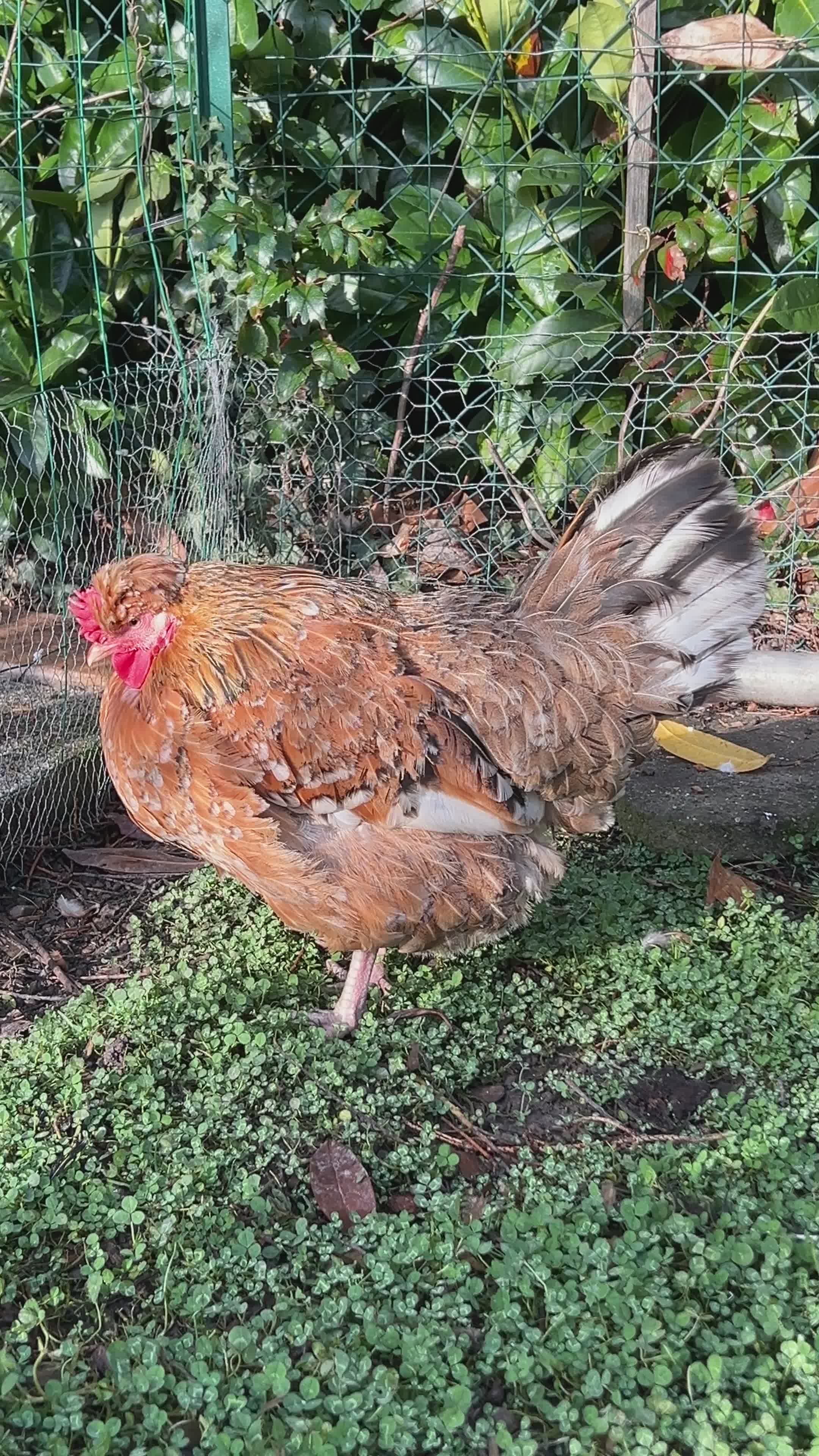 Free Range Hen in Lush Greenery Free Stock Video Footage, Royalty-Free ...