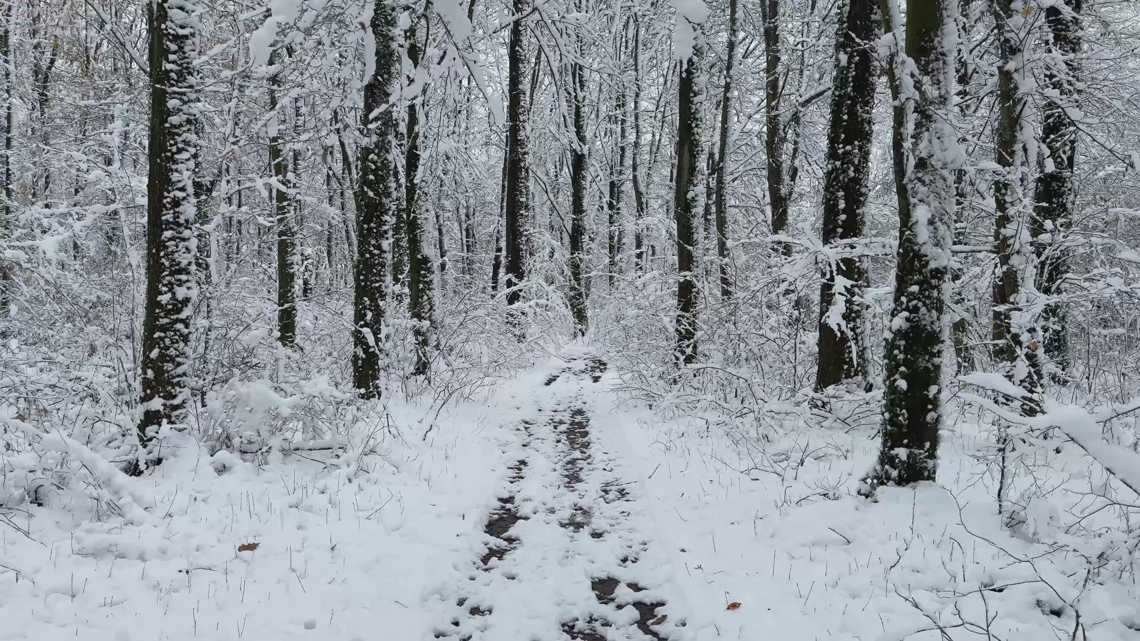 Serene Snowy Forest Path in Winter Wonderland Free Stock Video Footage ...