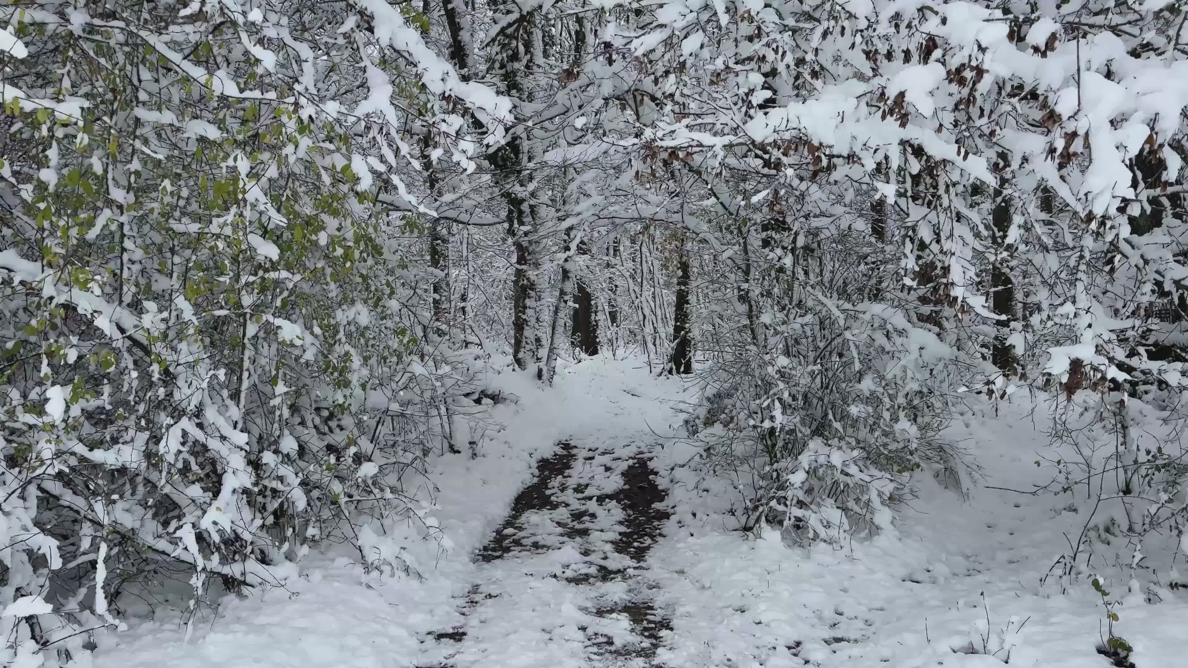 Serene Snowy Forest Path in Winter Wonderland Free Stock Video Footage ...