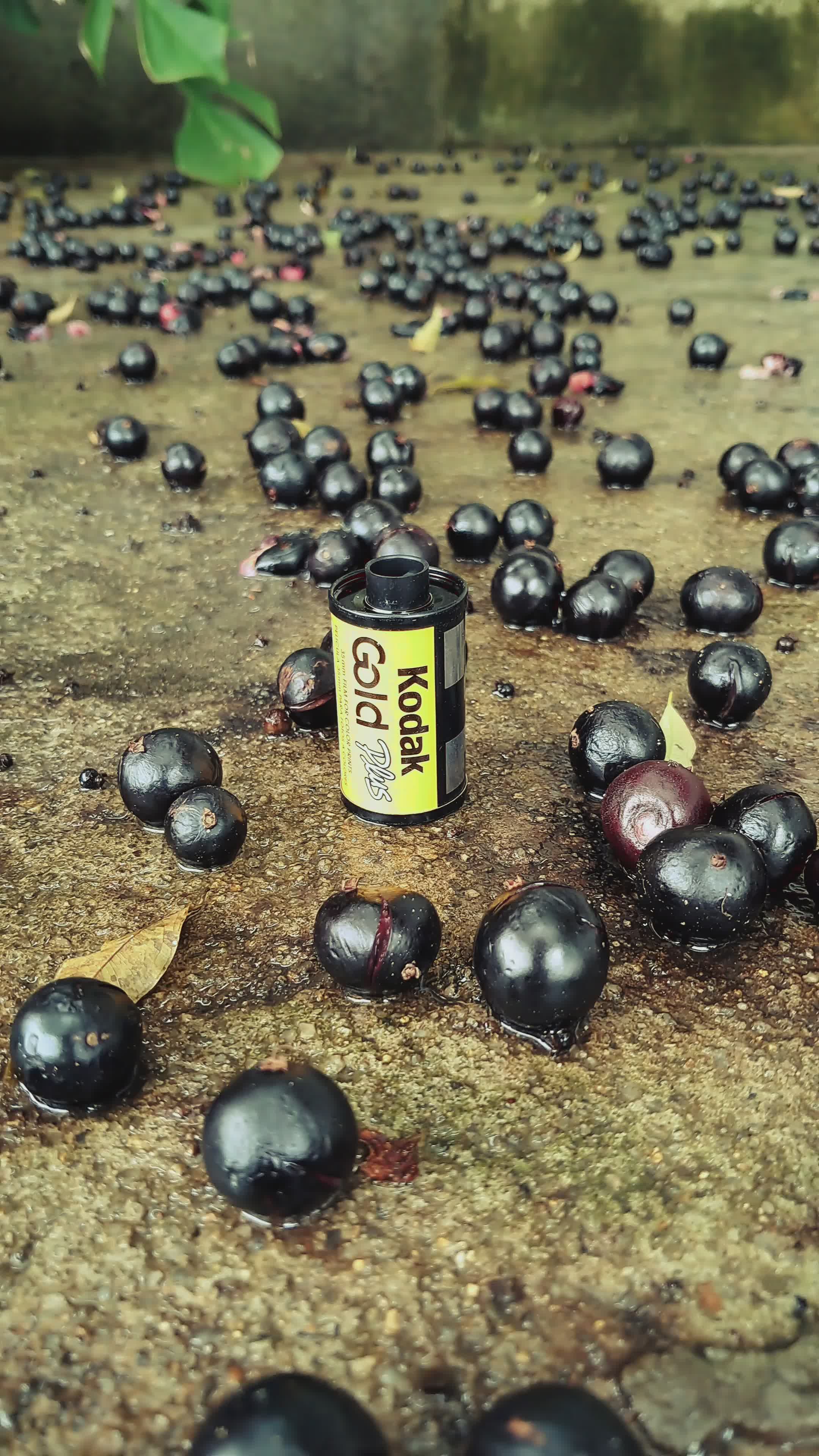 Berries Fram Videos, Download The BEST Free 4k Stock Video Footage ...