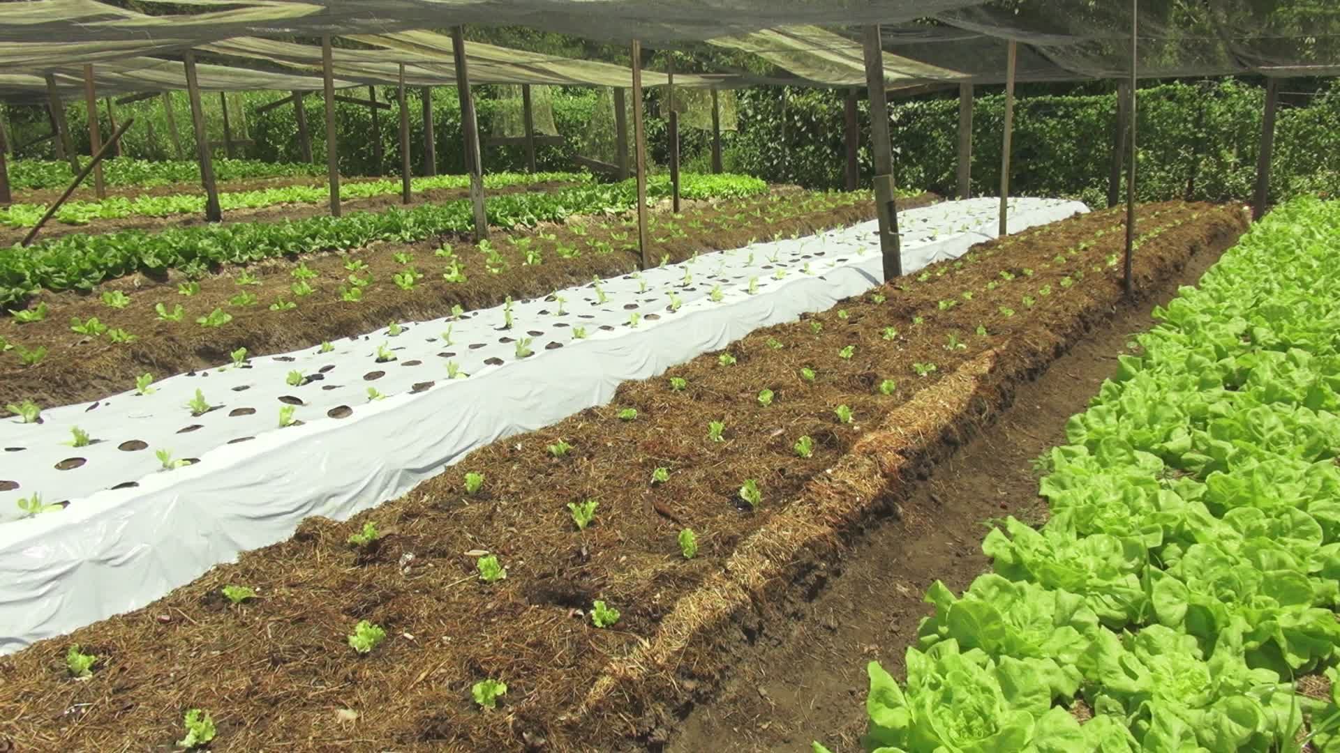 Organic Farming video