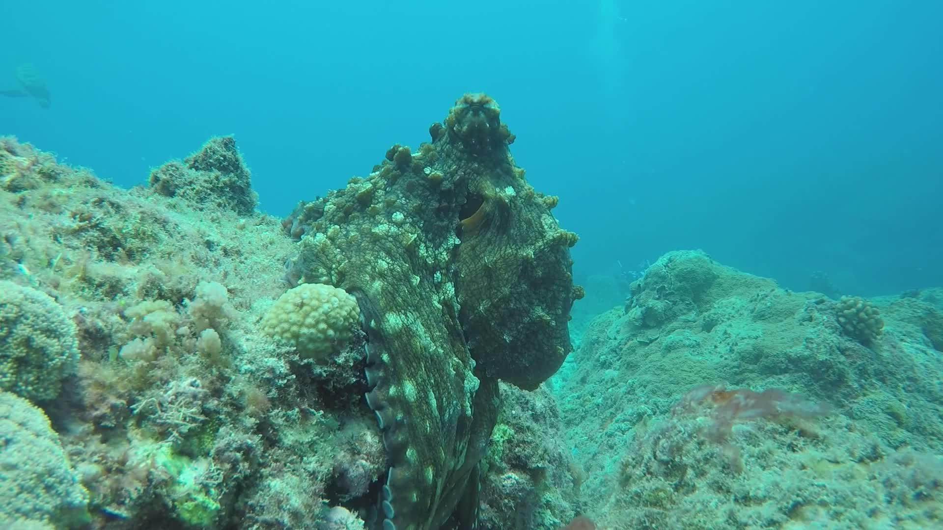 Vibrant Underwater Ecosystem with Coral and Fish Free Stock Video ...