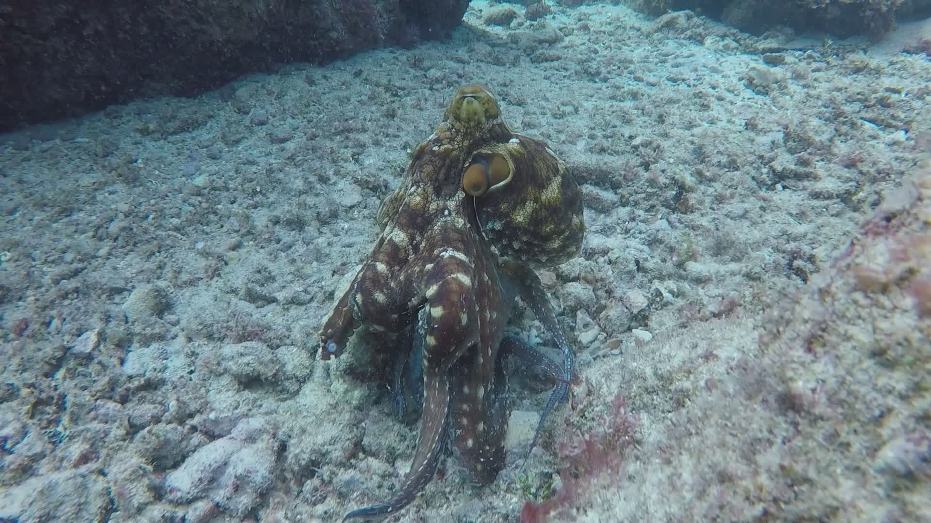 Captivating Underwater Octopus Adventure Free Stock Video Footage ...