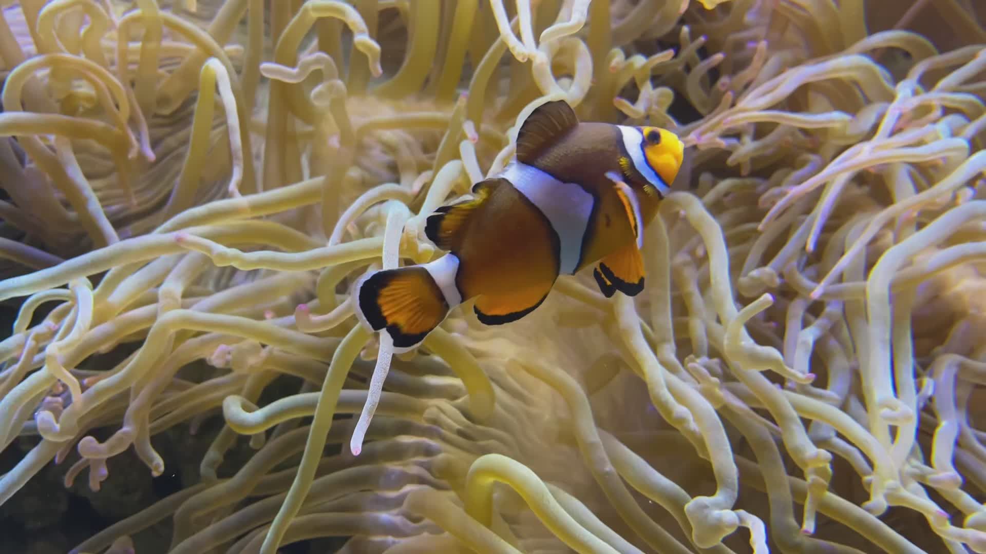 Poissons Clowns Nageant Dans Un Récif Corallien éclatant · Vidéo gratuite