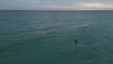 aerial view of pelican over ocean at dusk