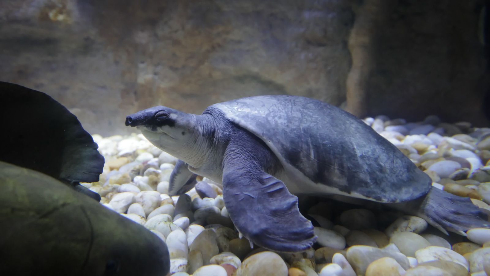 Turtle Loading Alligator Snapping Turtle Underwater Close-up Free Stock Video Footage ...