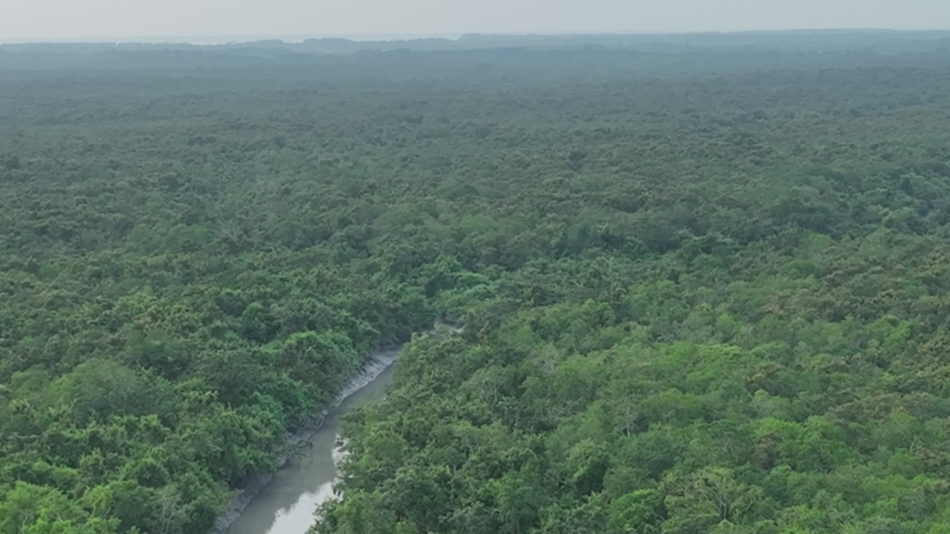 Serene Aerial View of Lush Tropical Forest Free Stock Video Footage ...