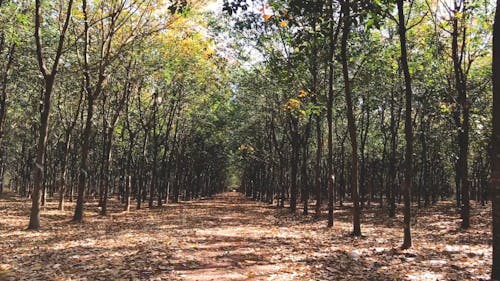 Folhas Caindo Cobrindo O Solo Da Floresta