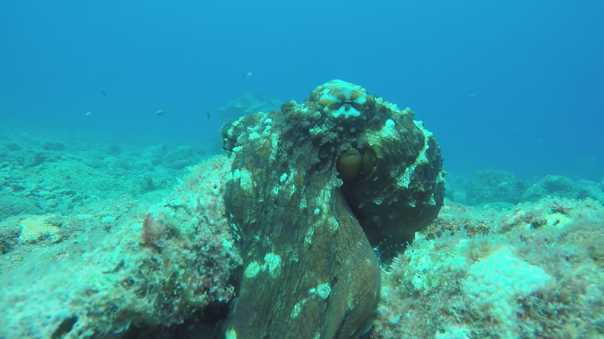 Colorful Octopus in Vibrant Coral Reef Free Stock Video Footage ...