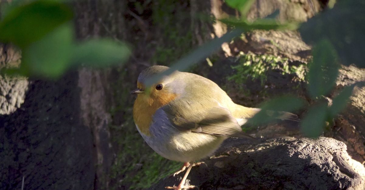 Robin On Close-Up of European Robin in Natural Habitat Free Stock Video Footage ...