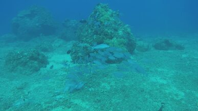 vibrant coral reefs and tropical fish underwater