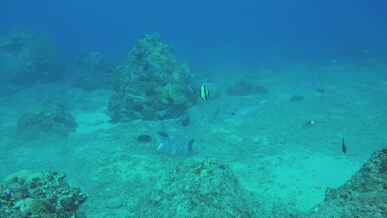 scenic underwater adventure with tropical fish