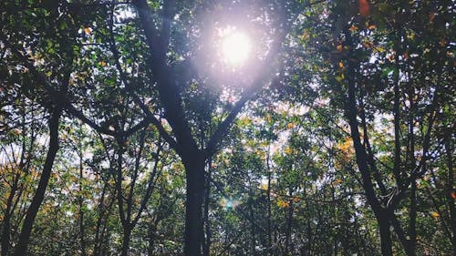 Sunlight Peeking Through The Leaves Of Trees In A Forest