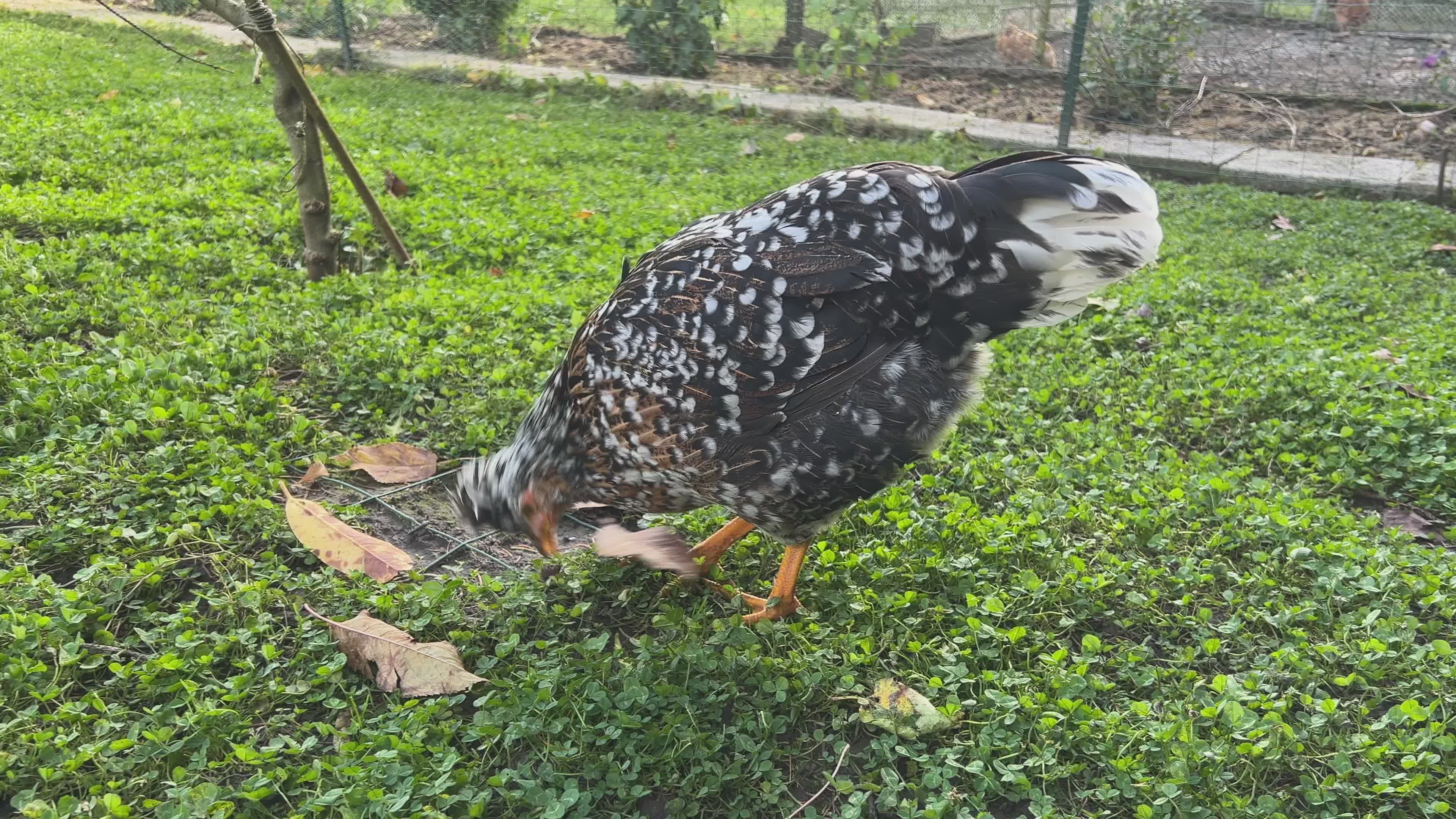 Spotted Hen Foraging in Lush Countryside Garden Free Stock Video ...