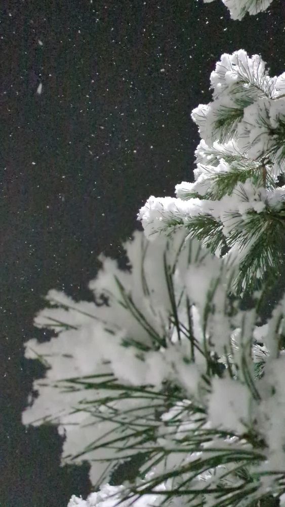 Snowfall Videos, Download The BEST Free 4k Stock Video Footage ...