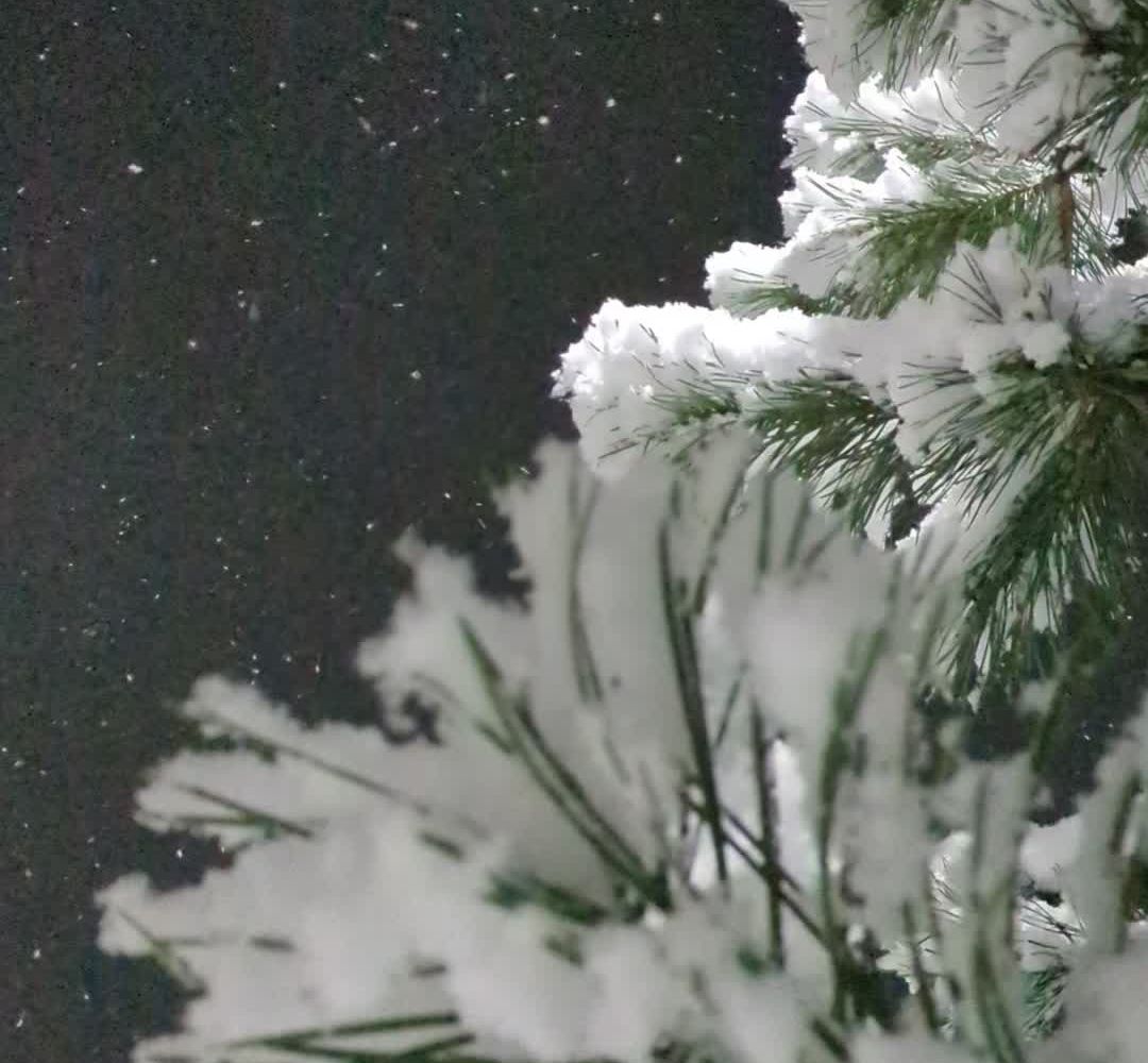 Snow Fall Clips Snowfall Videos, Download The BEST Free 4k Stock Video Footage ...