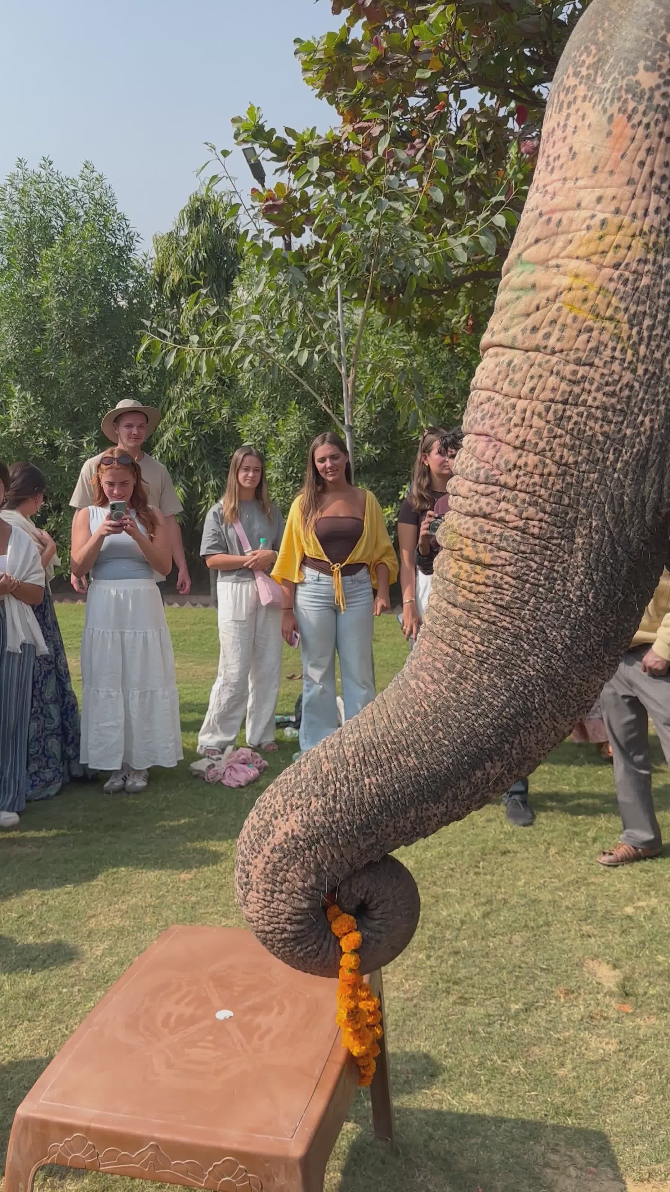 Elephant Blessing Ceremony at Outdoor Gathering Free Stock Video ...