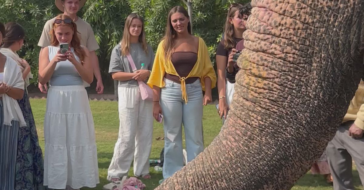 Elephant Welcome Ritual Elephant Blessing Ceremony at Outdoor Gathering Free Stock Video ...