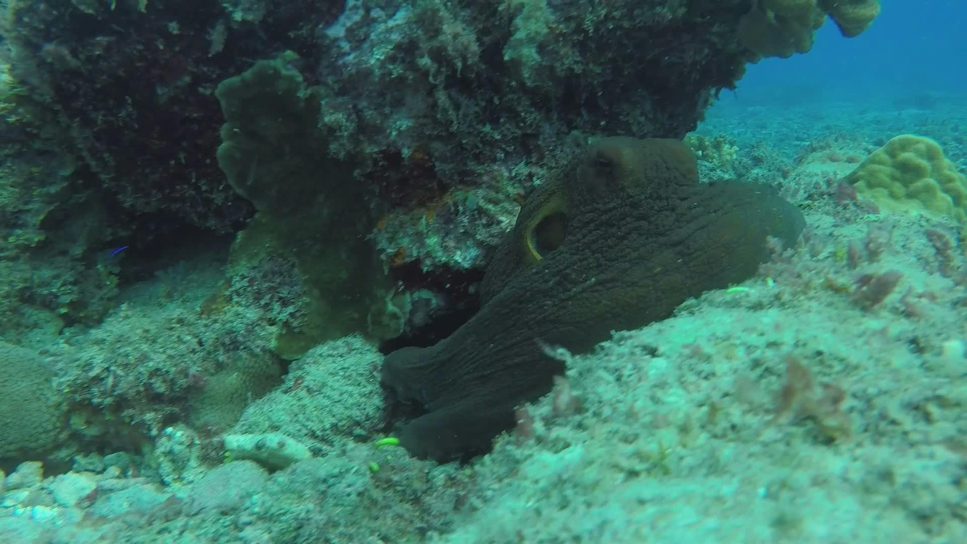 Octopus in Vibrant Coral Reef Habitat Free Stock Video Footage, Royalty ...