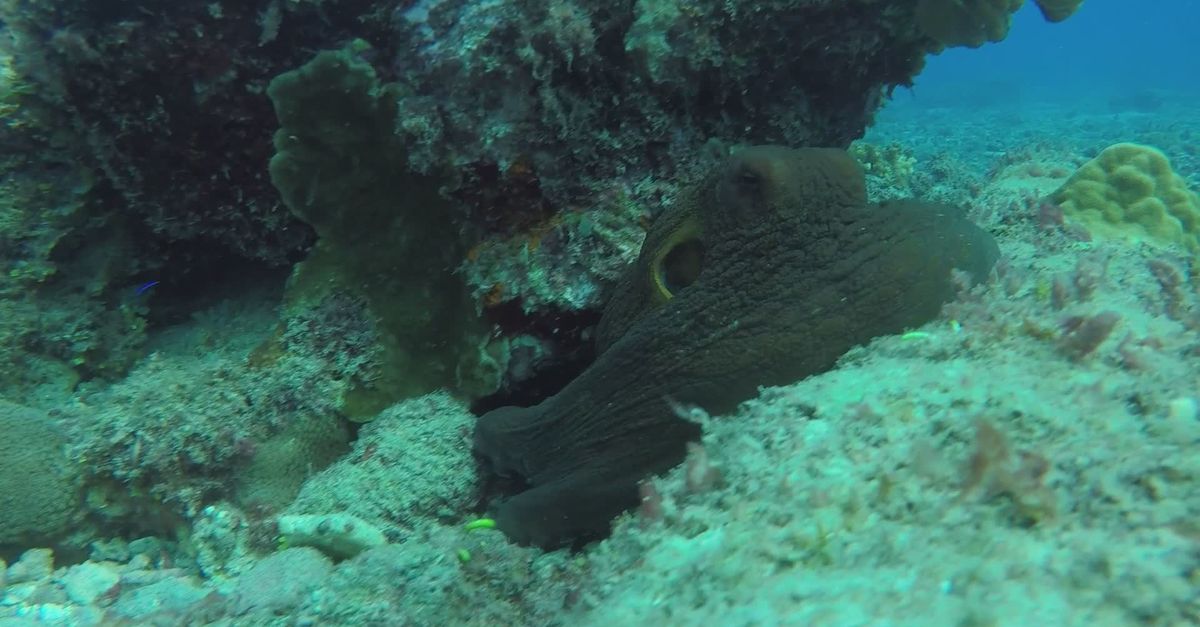 Octopus in Vibrant Coral Reef Habitat Free Stock Video Footage, Royalty ...