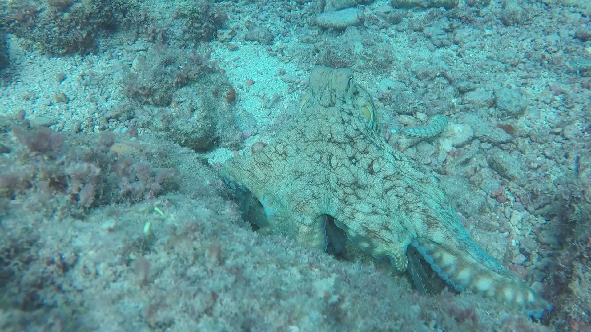 Camouflaged Octopus in Coral Reef Habitat Free Stock Video Footage ...