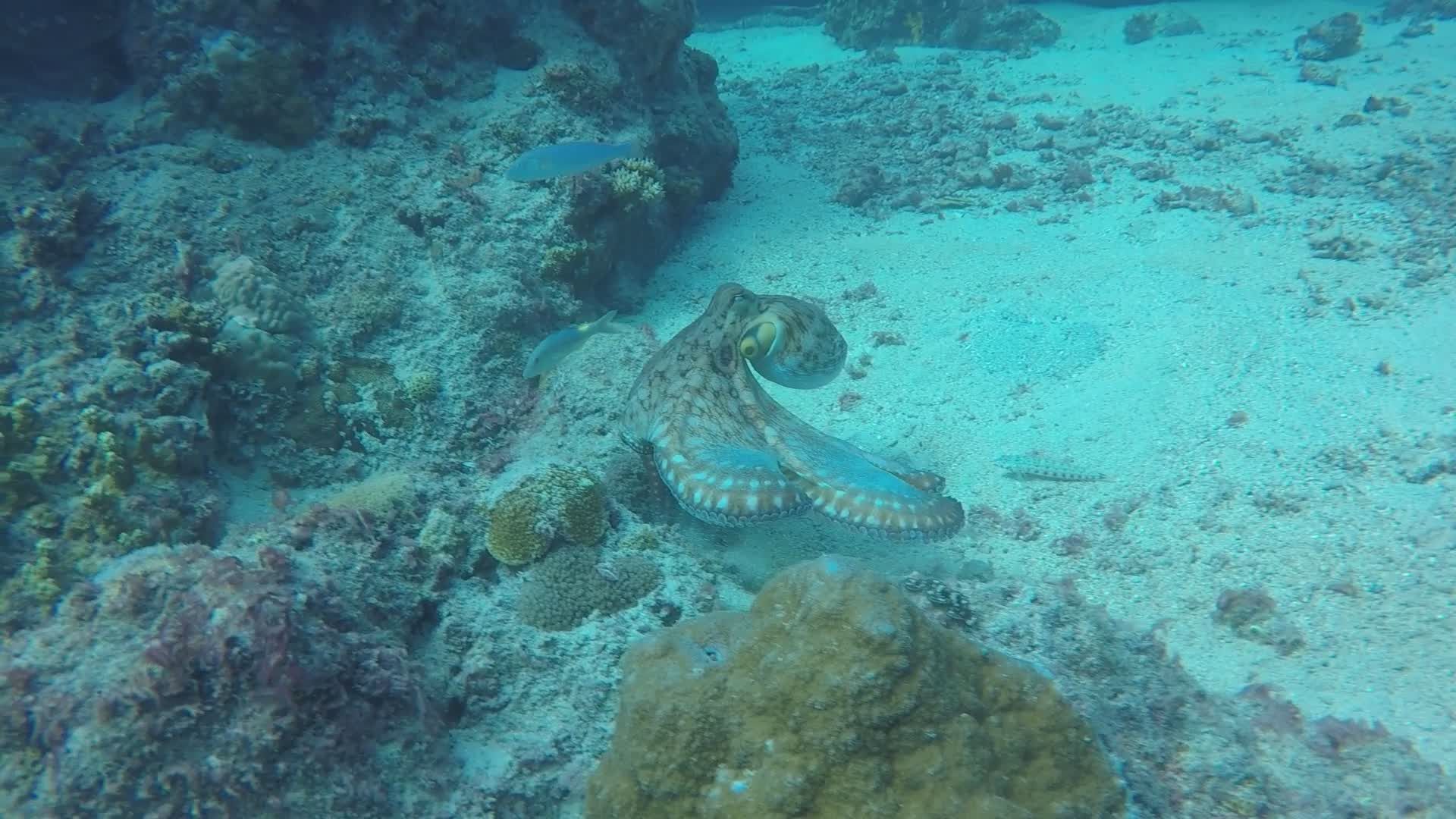 Stunning Underwater Octopus Hidden in Reef Free Stock Video Footage ...