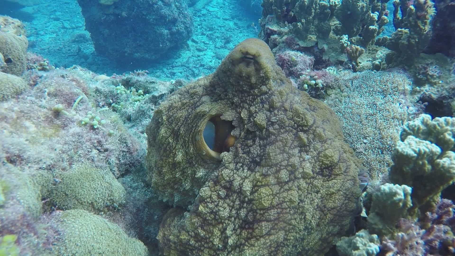 Mesmerizing Octopus in Vibrant Coral Reef Free Stock Video Footage ...