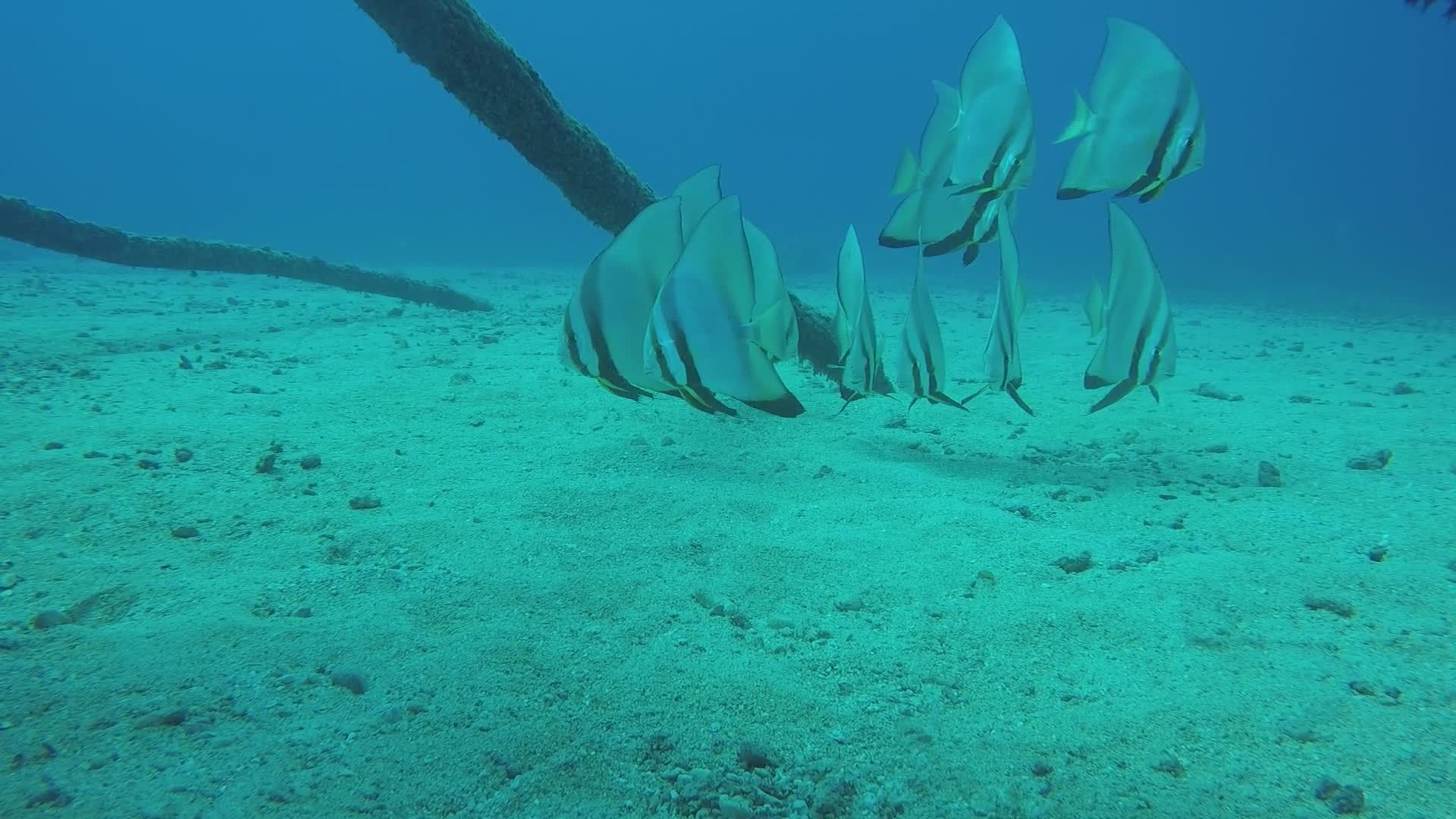 Elegant Batfish Swim Underwater in Group Harmony Free Stock Video ...