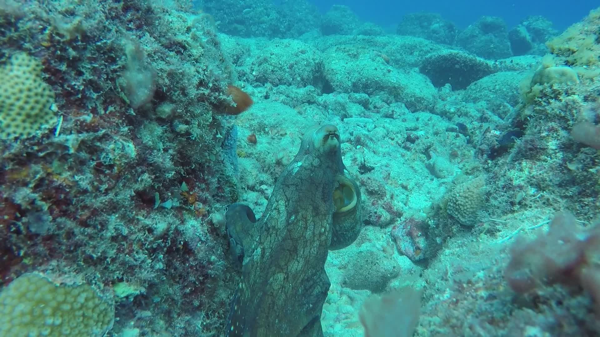 Explore an Enchanting Underwater Octopus Habitat Free Stock Video ...