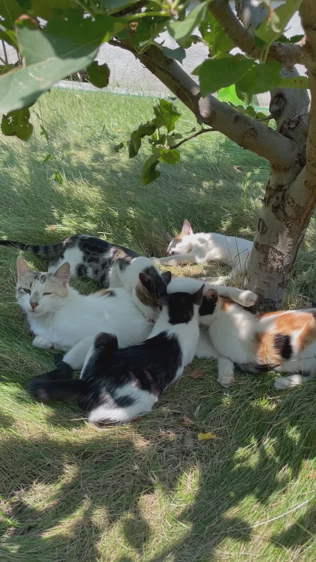 Group of Cats Relaxing Under a Tree Outdoors Free Stock Video Footage ...