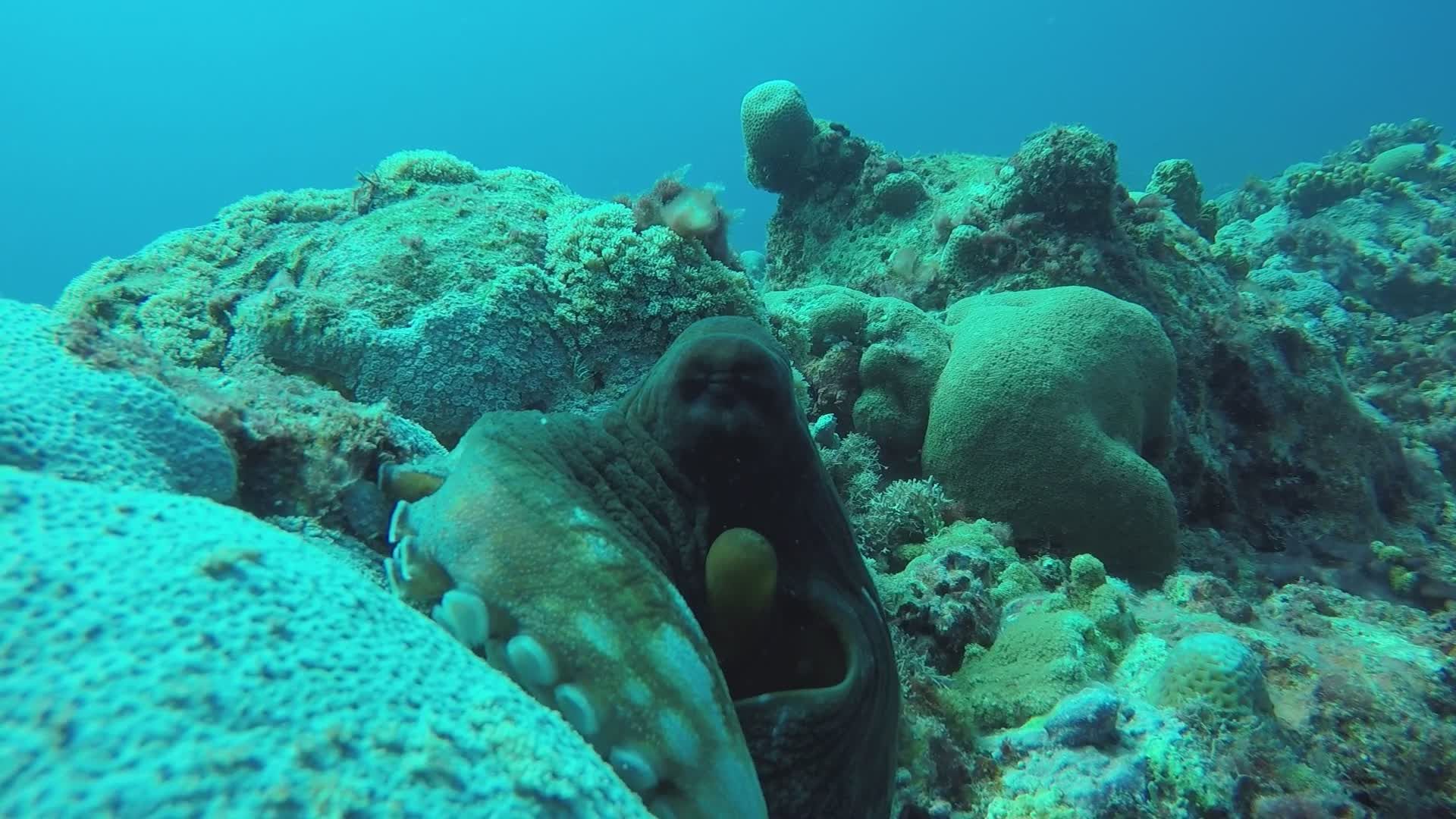 Octopus Camouflaging on Coral Reef Free Stock Video Footage, Royalty ...
