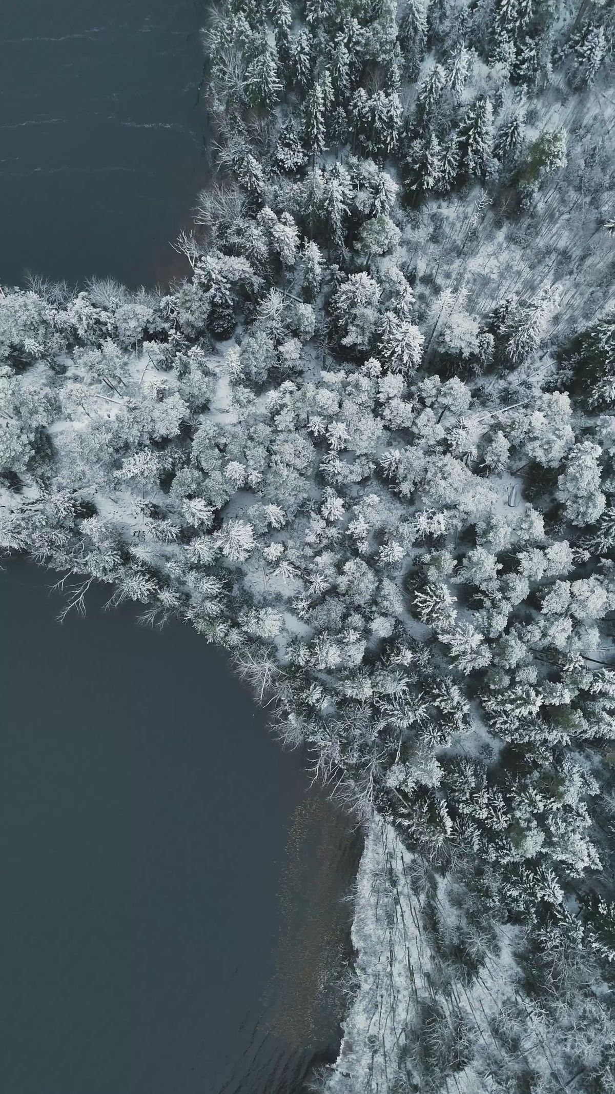 Aerial View of Snow-Covered Winter Forest Landscape Free Stock Video ...