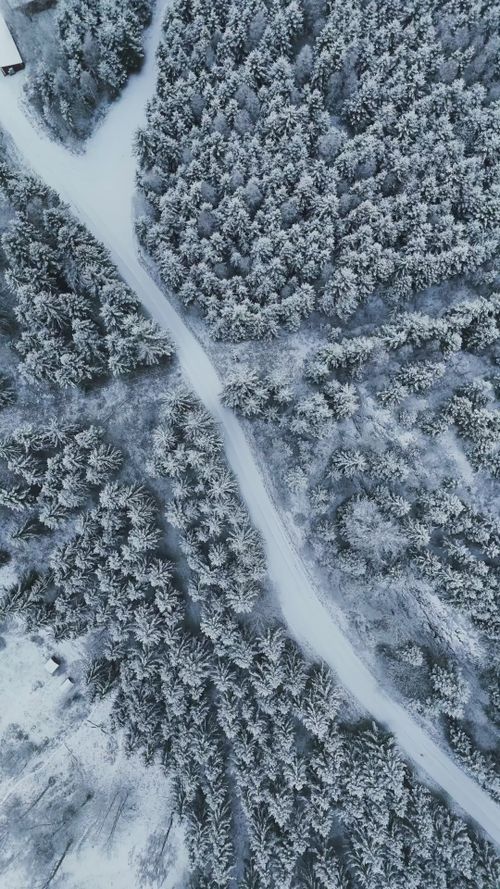 Aerial Winter Landscape with Snowy Forest Free Stock Video Footage ...