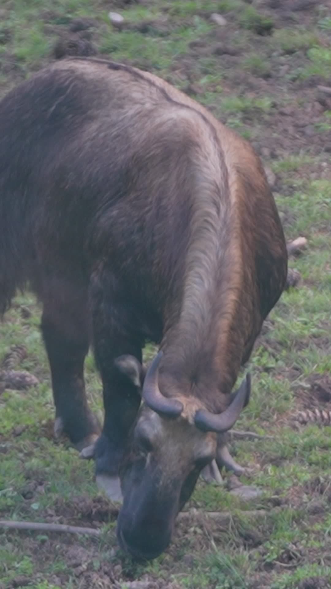 Wild Takin Grazing in Natural Habitat Free Stock Video Footage, Royalty ...
